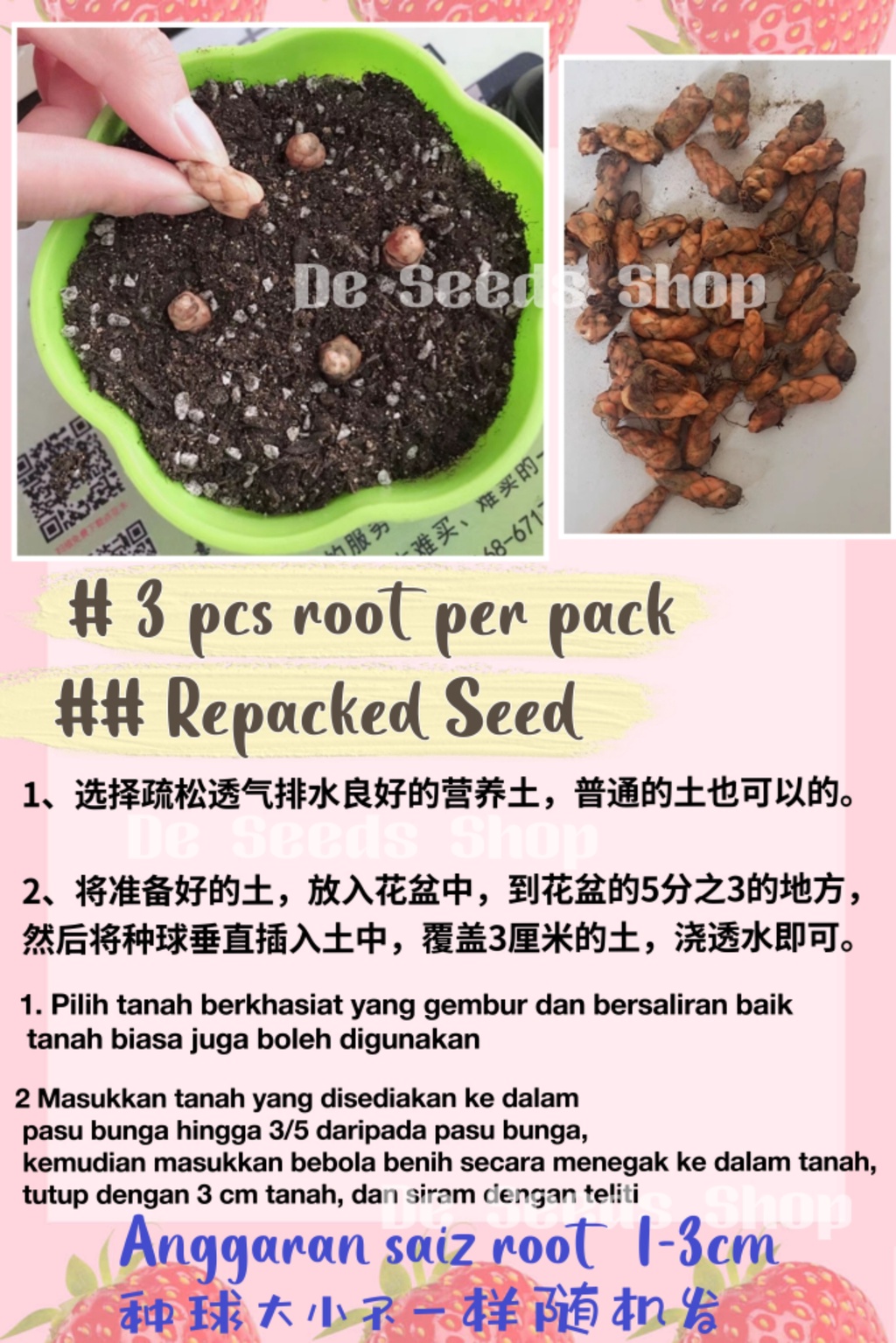 Benih Bunga Rama² Ungu 3 roots/Oxalis Triangularis/紫叶酢浆草种根球 | Shopee ...
