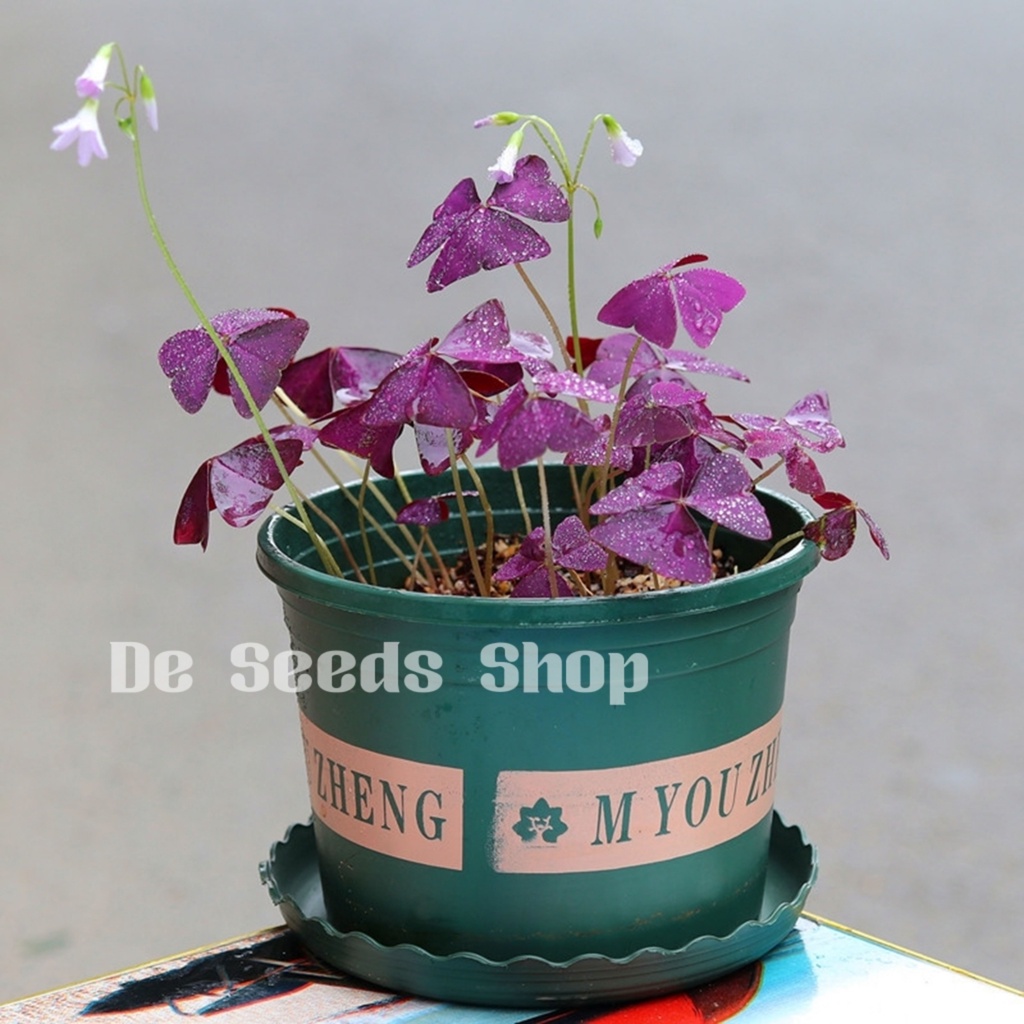 Benih Bunga Rama² Ungu 3 roots/Oxalis Triangularis/紫叶酢浆草种根球 | Shopee ...