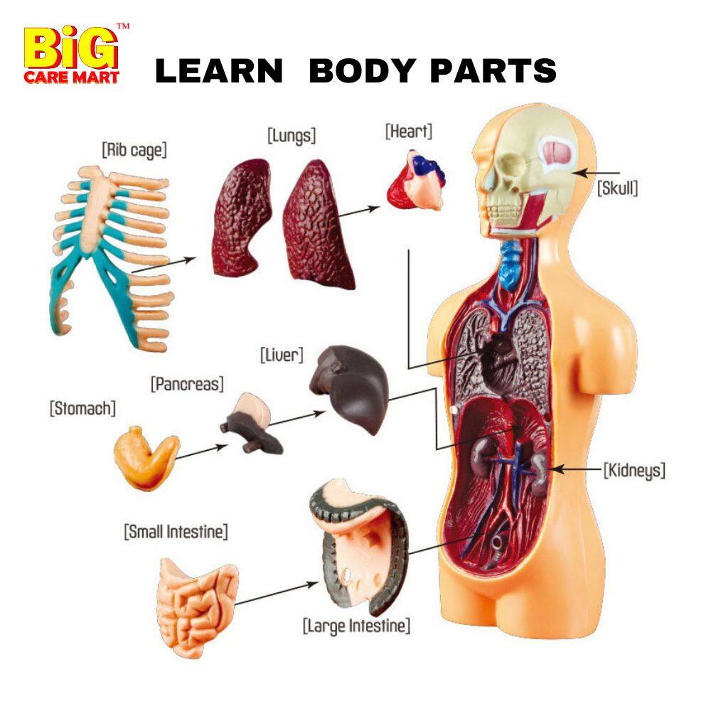 Human Body Anatomy Toy Or Bone Skeleton Model Toy | Learn Body Parts ...