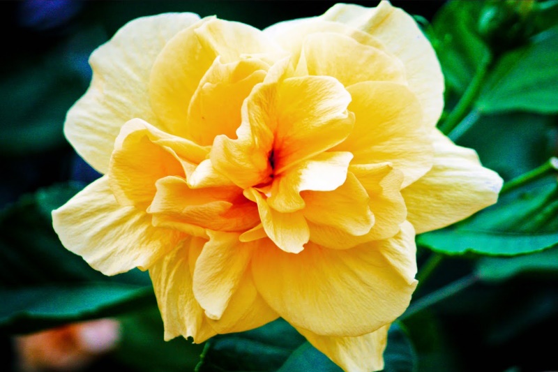 Anak Pokok Bunga Raya Kuning Double Hibiscus | Shopee Malaysia