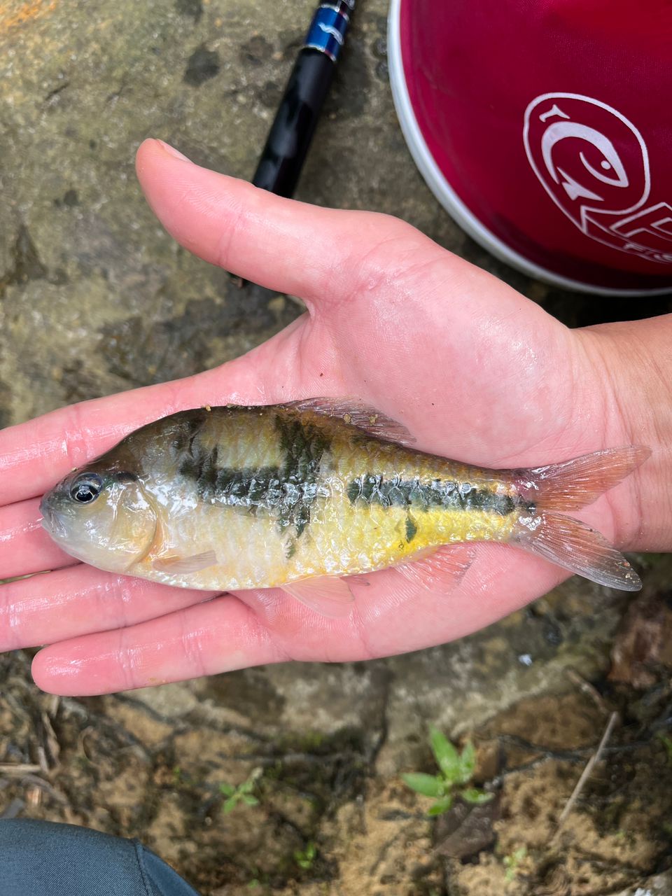 Tanago Micro Fishing Bait (Umpan Dedak) | Shopee Malaysia