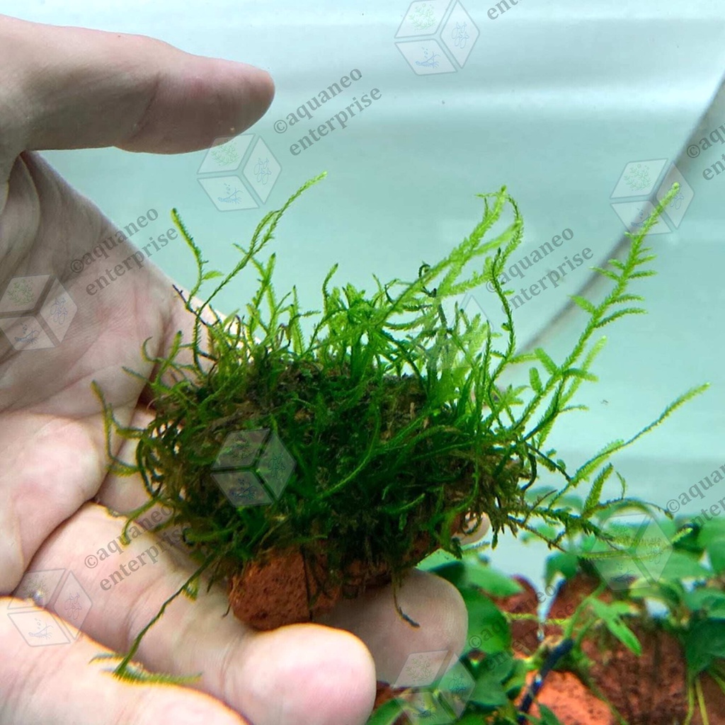 [Low Tech] Flame Moss LP Aquatic Plant Submerged Form - On Stone ...