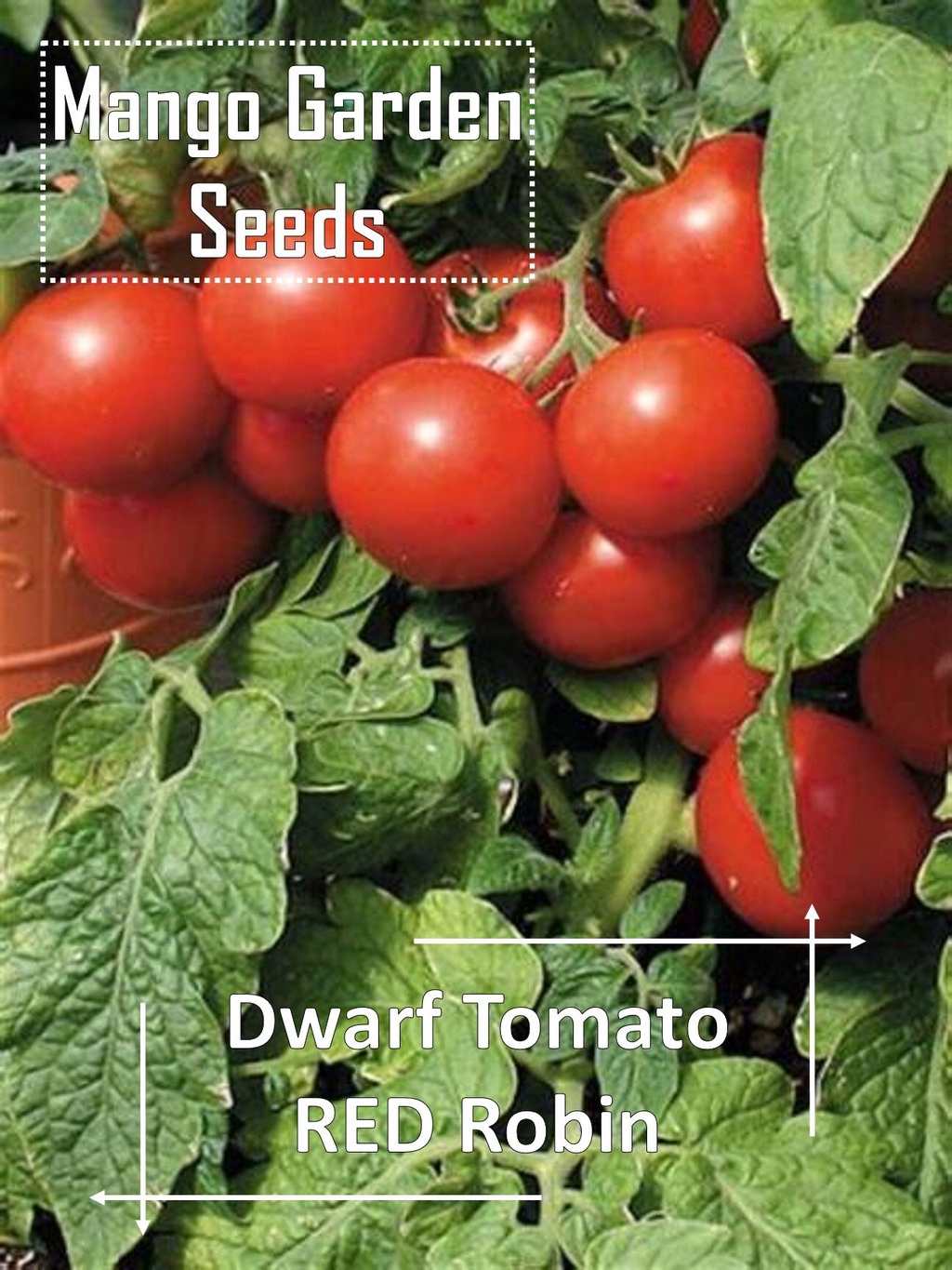 Dwarf RED Robin Tomato Seeds - 5 Seed *Pot Friendly* Tanam Pasu Tomato ...