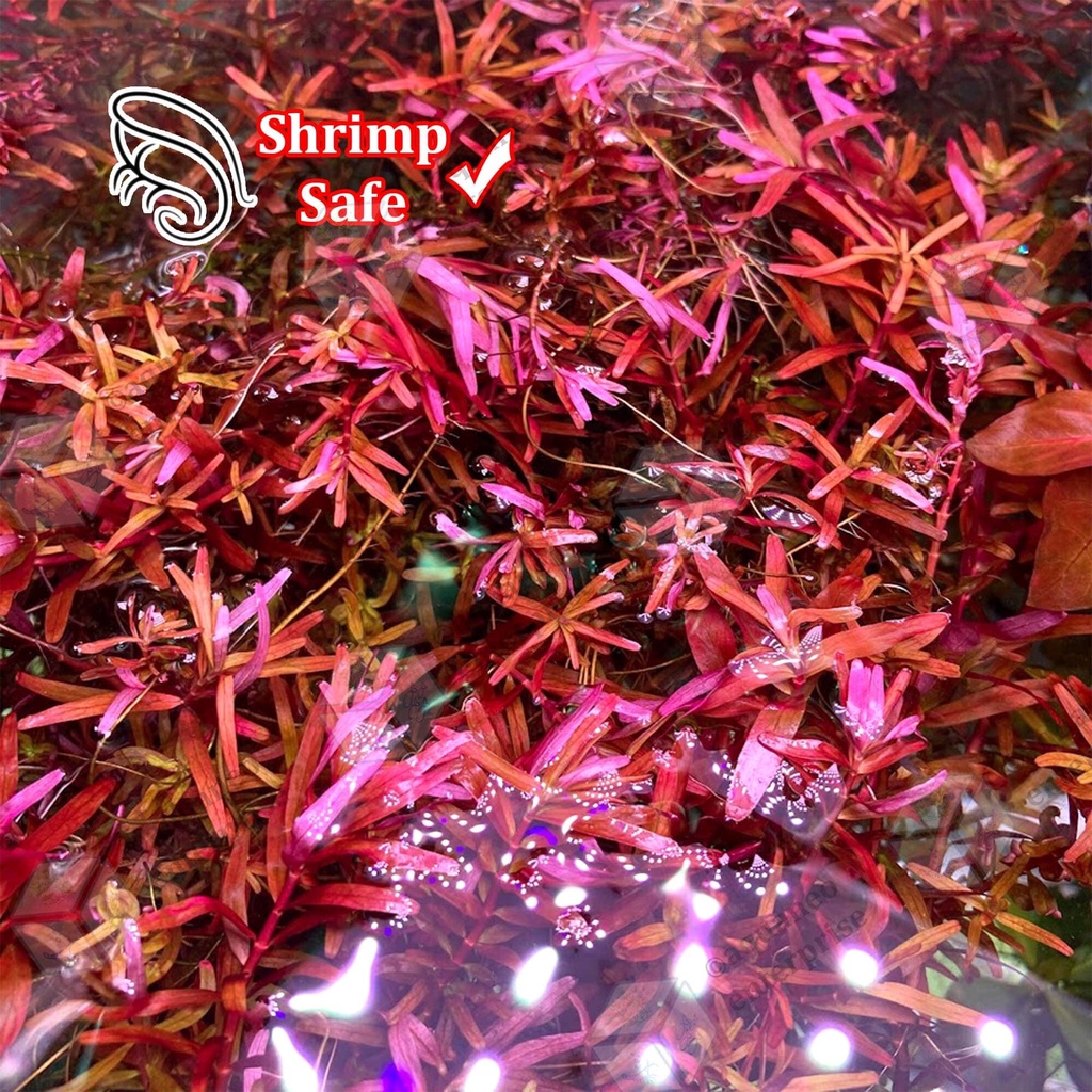 [High Tech] Rotala Blood Red Singapore LP Aquatic Plant Submerged Form ...