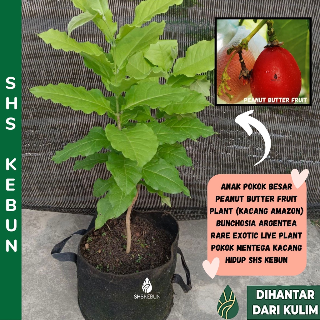 Anak Pokok Peanut Butter Fruit Plant (Kacang Amazon) Bunchosia Argentea