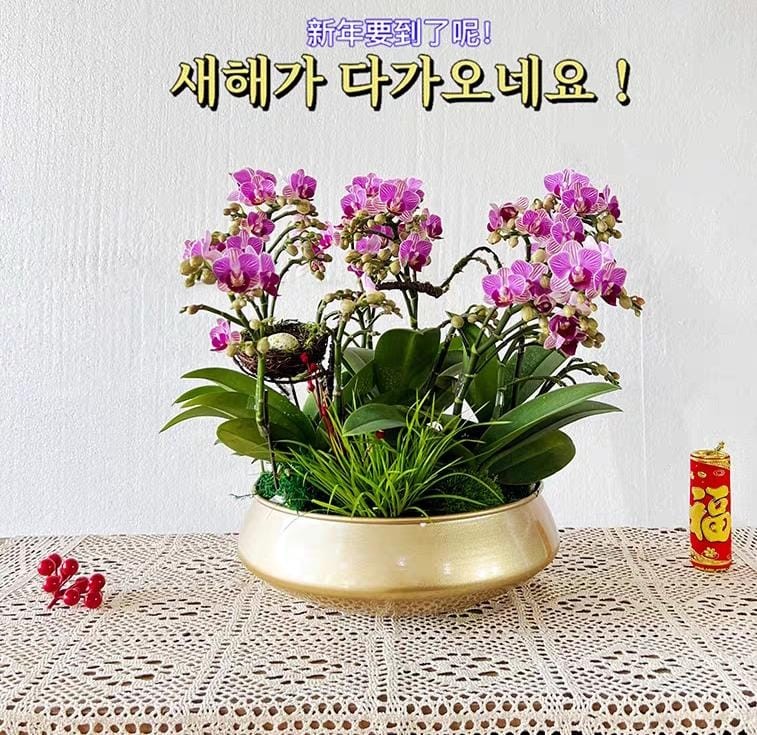 Pasu Besi Gold / Pasu Orkid Exclusive/ Gold Iron Pot Local Stock ...