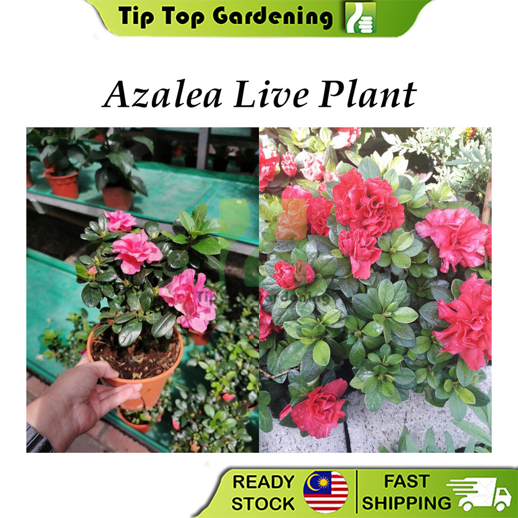 Real Live Plant Azalea Flower Plant Pokok Hidup Bunga Azalea 杜娟花 ...