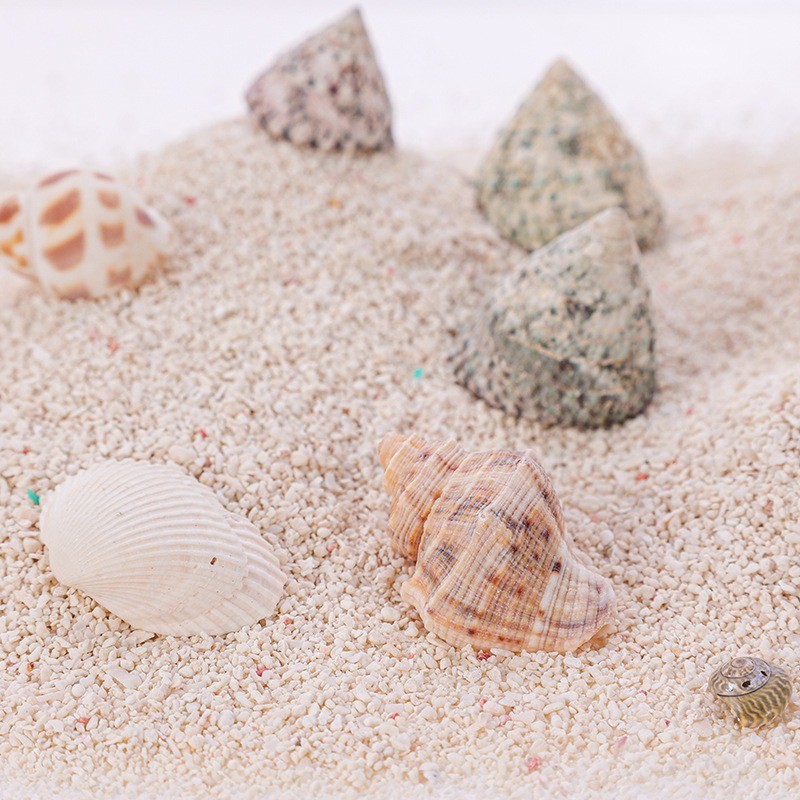 [MALAYSIA STOCK] Aquarium Decoration Natural Mixed Seashells Shell Pack ...