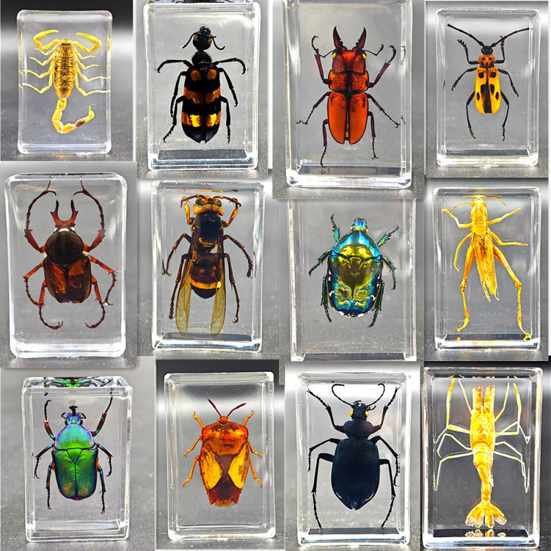 4.5cm Transparent Resin DIY Mini Specimen Insects Real Bug Models ...