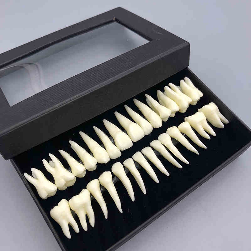 28Full Mouth Tooth Model Dental Oral Monochrome Permanent Tooth Model ...
