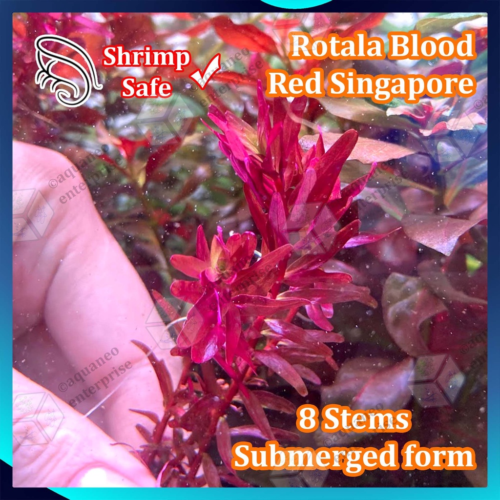 [High Tech] Rotala Blood Red Singapore LP Aquatic Plant Submerged Form ...