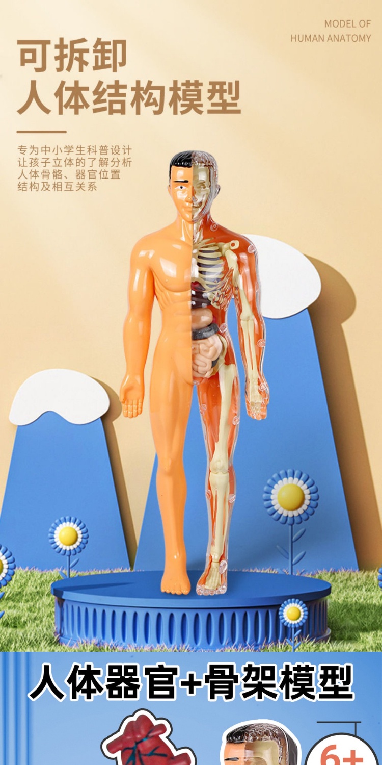 Biological Human Body Structure Skeleton Model Organ Anatomy 3D Medical ...