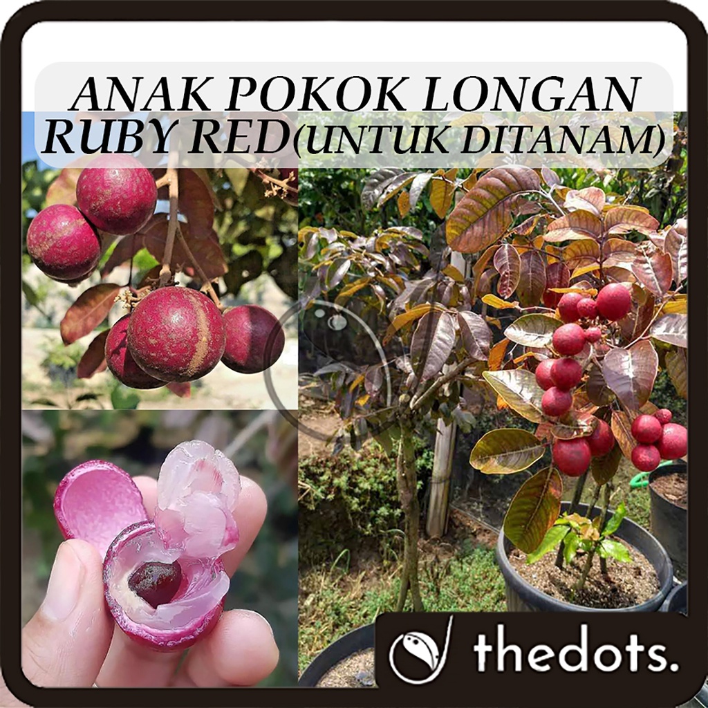 Anak Pokok Longan Ruby Red Untuk Ditanam Pokok Hidup Real Live Plant Ruby Longan Fruit 红皮龙眼