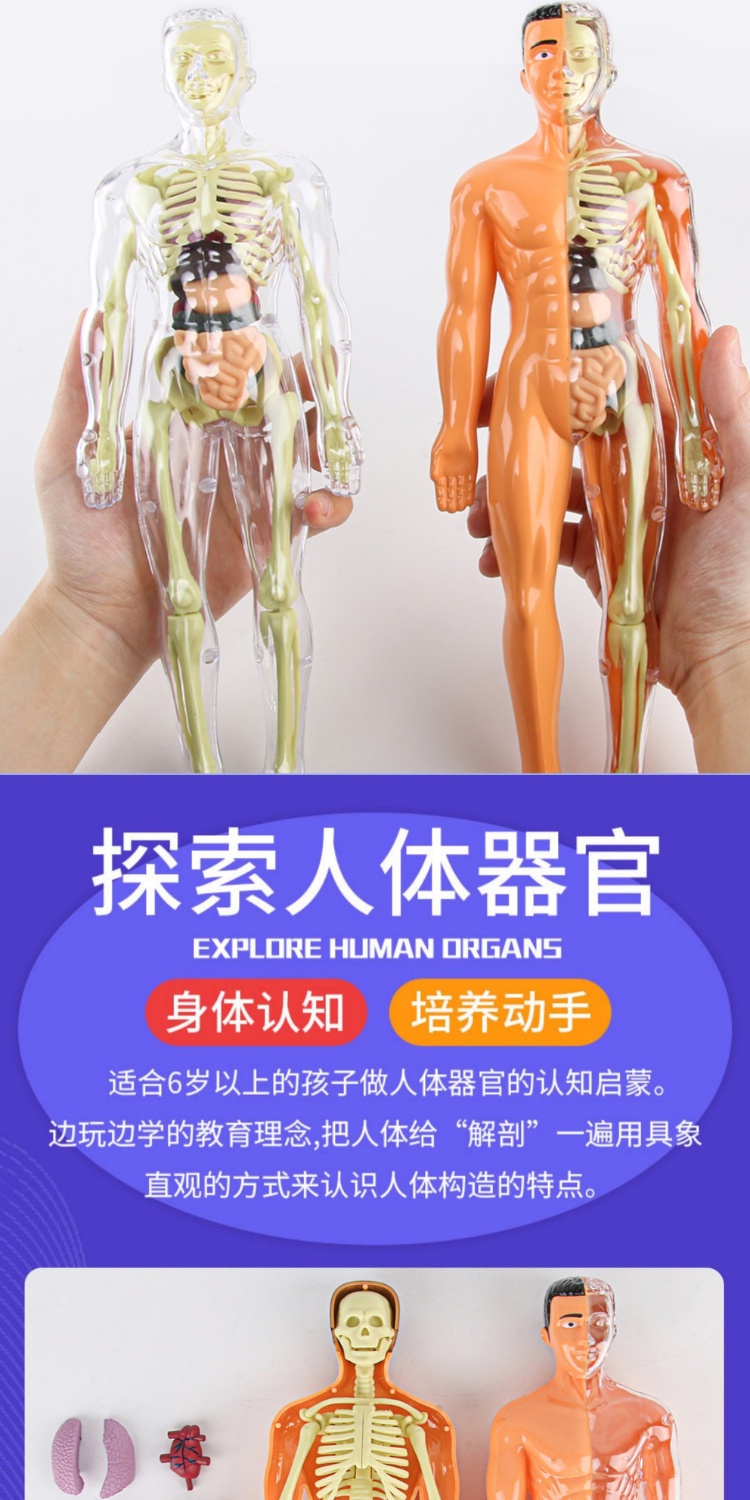 Biological Human Body Structure Skeleton Model Organ Anatomy 3D Medical ...