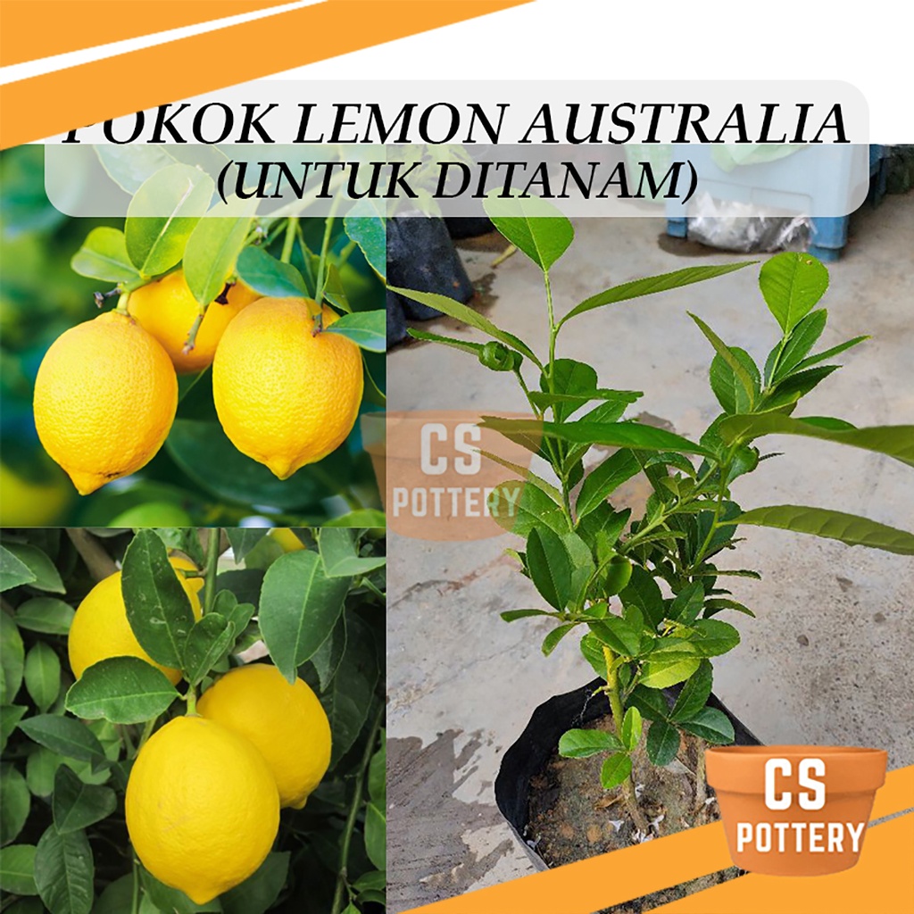 Pokok Lemon Australia Untuk Ditanam Pokok Hidup Real Live Plant Hybrid ...