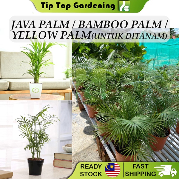 TIPTOP Pokok Java Palm / Bamboo Palm / Yellow Palm Untuk Ditanam Real