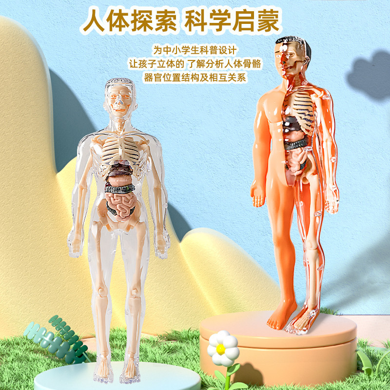 Biological Human Body Structure Skeleton Model Organ Anatomy 3D Medical ...