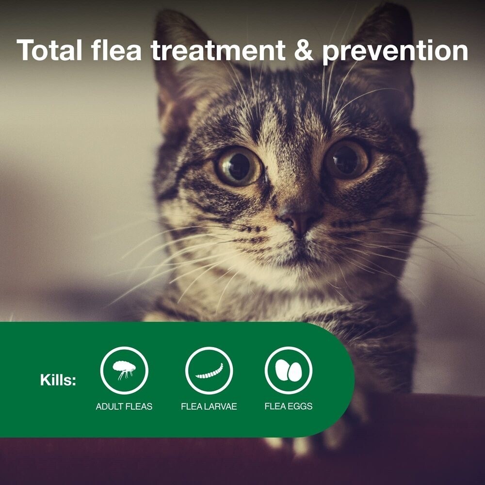 View of Advantage for Cats Flea Eggs Larvae Treatment & Prevention 6 Months ...