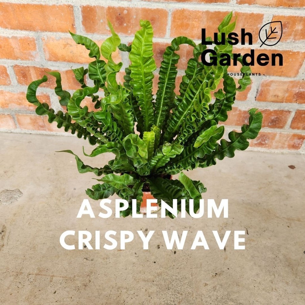 Asplenium Nidus Crispy Wave / Birds Nest Fern 120mm Pot Indoor Plant ...