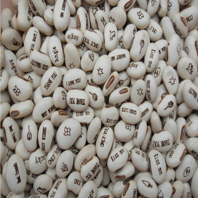Magic Bean Seed Potted White Bean Novelty Mini Plant Crafts | Shopee ...