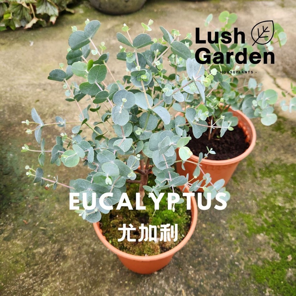 Eucalyptus 尤加利 桉树 170mm Pot Indoor Live Plant Pokok Hiasan Real Plant ...