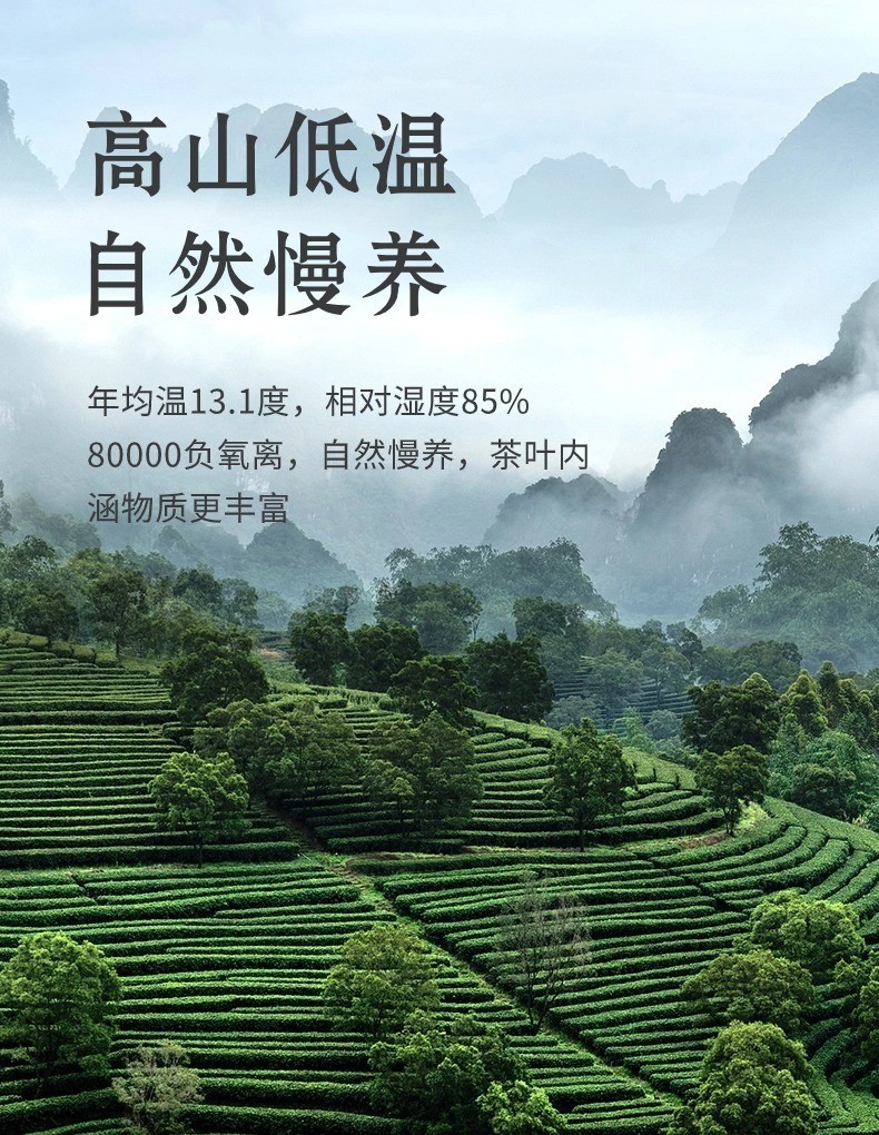 Authentic Pre - Rain Longjing Tea, Strong Aroma Type, in Canned ...