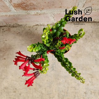 Curly Lipstick Plant   Aeschynanthus Radicans 105mm Pot Indoor Live 