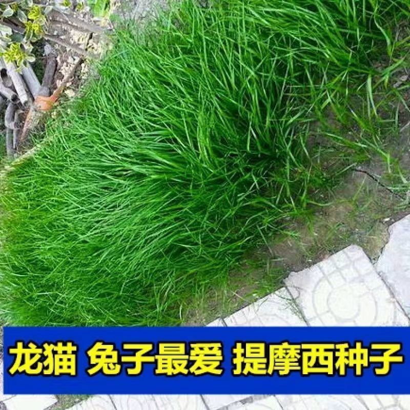 Biji ragut, rumput yang arnab makan, biji rumput Timothy, rumput ...