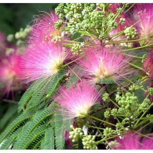 Albizia Julibrissin Benih Benih Pokok Balkon Bunga Merah Albizia ...