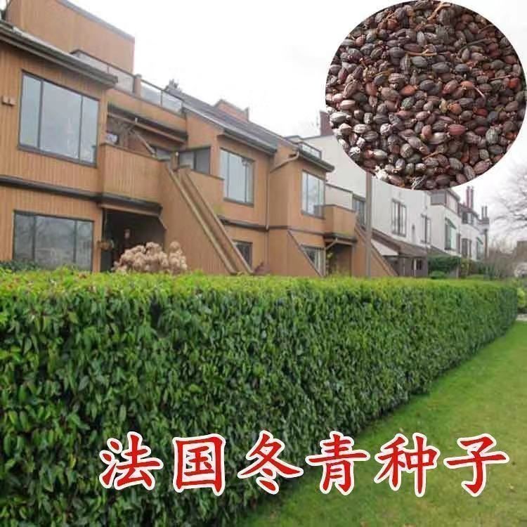 French Holly Seeds Red Fruit Holly Seeds Street Tree Garden Plot ...