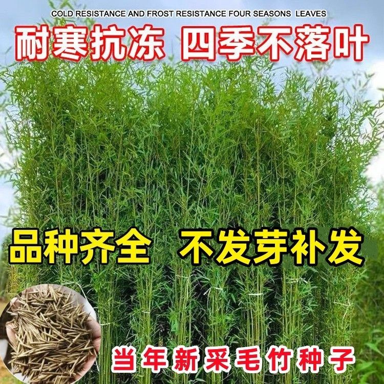 大型毛竹种子 青竹苗 刚竹 四季竹子 雷竹食用竹笋大青竹黄竹种籽 | Shopee Malaysia