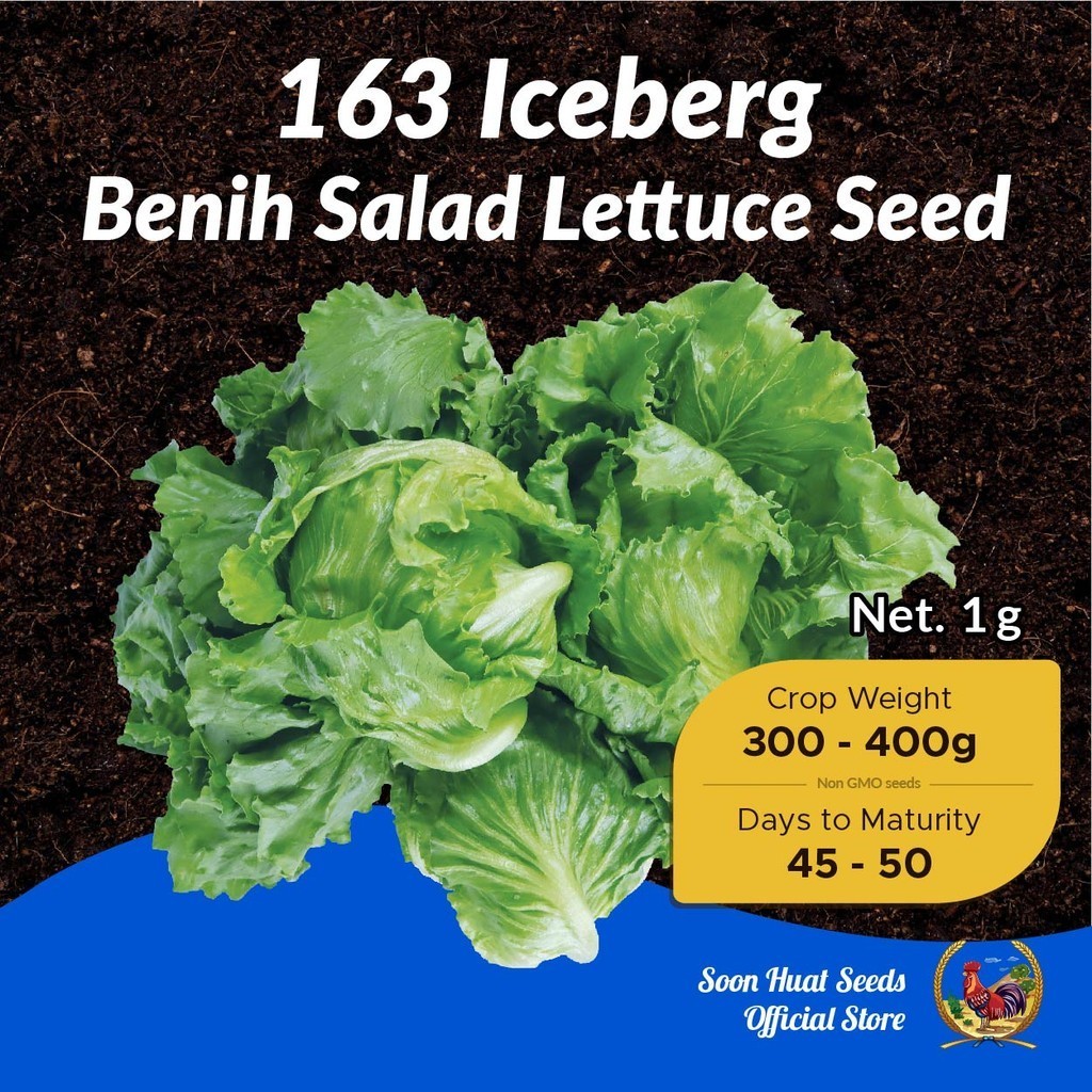 Benih Salad Iceberg Lettuce Seeds 163 [1g/10g] 包心生菜種子 Soon Huat Seeds