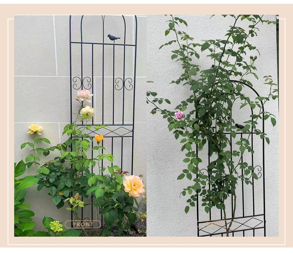 Climbing flower racks/// Clematis Climbing Pergola Rose Rose Planting
