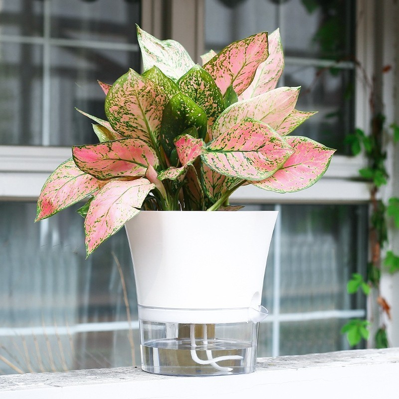 Lazy Hydroponic Self Watering FlowerPot Plastic Transparent Double ...