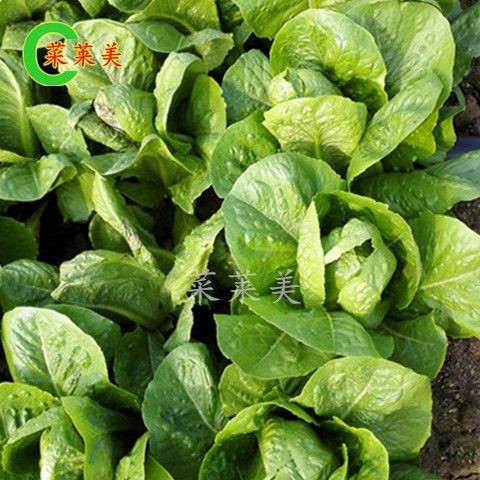 Produk Mata Kedai Ubat Yang Tahan Sepanjang Hari