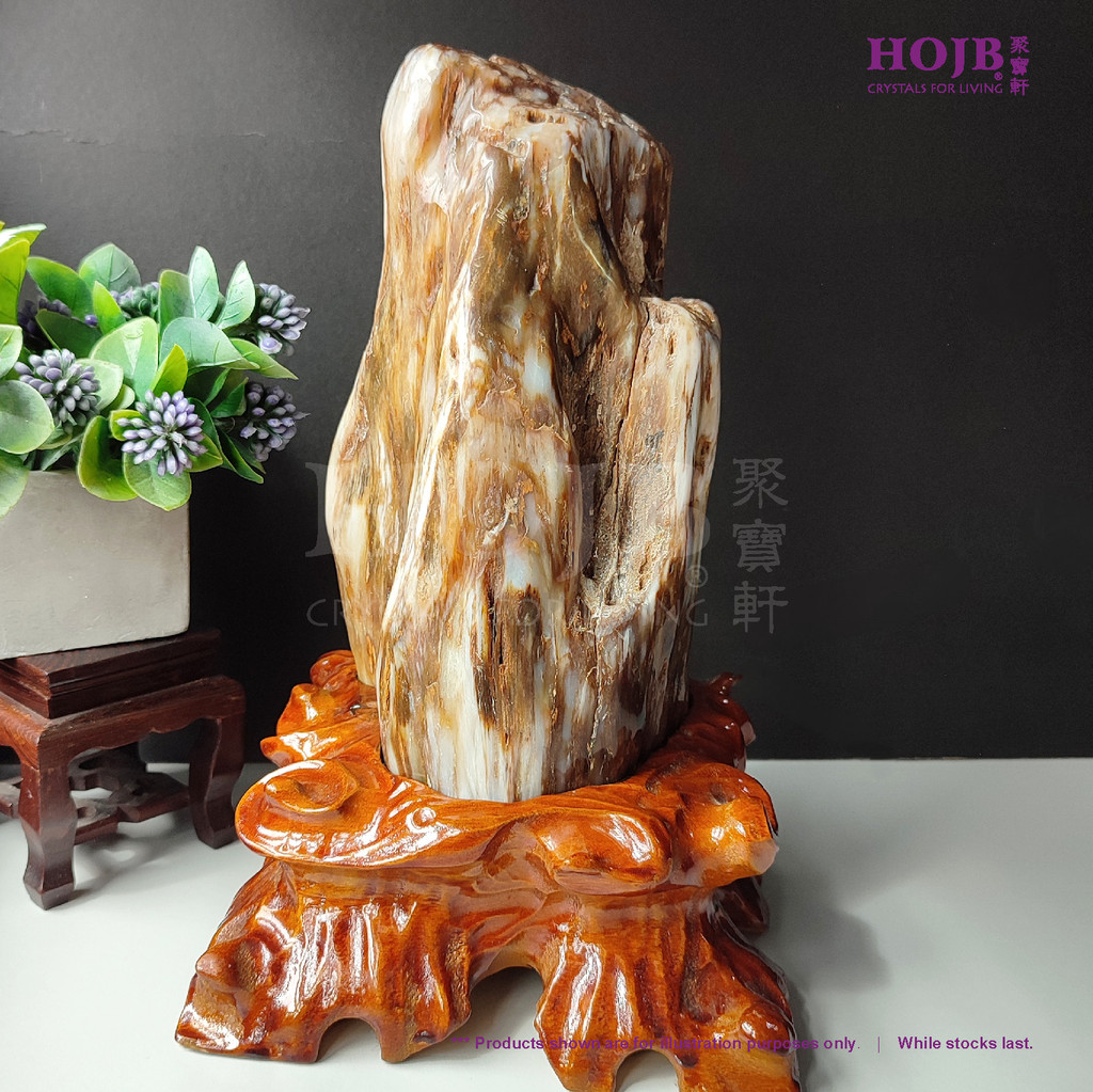 HOJB Madagascar Petrified Wood(Dendrolite) Rough Stone Ornament ...
