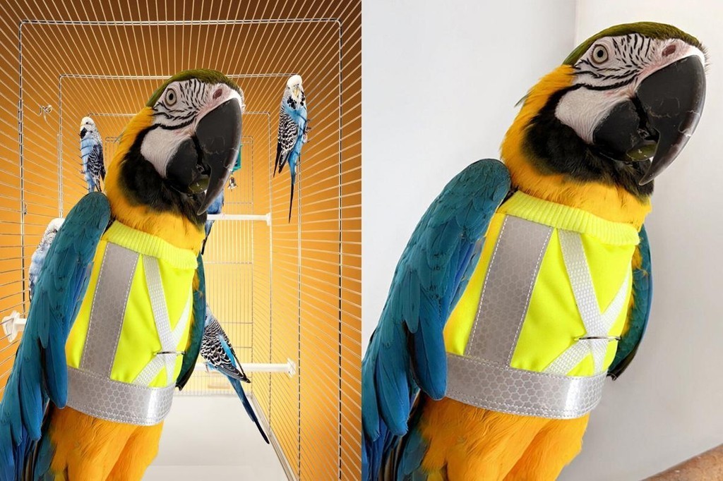 View of Night Visibility Bird Leash Nighttime Tracking Bird Vest Reflective ...