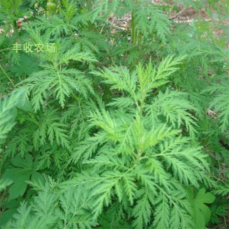 Biji Artemisia annua secara pukal Putih Artemisia annua Artemisia annua ...