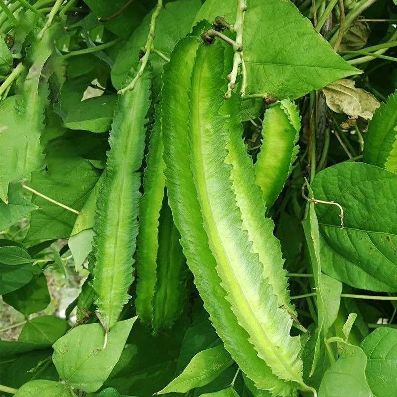 Biji kacang bersayap, kacang naga, biji kacang bersayap empat segi ...