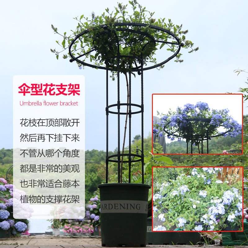 Climbing flower racks/// Gardening Umbrella Flower Stand Climbing ...