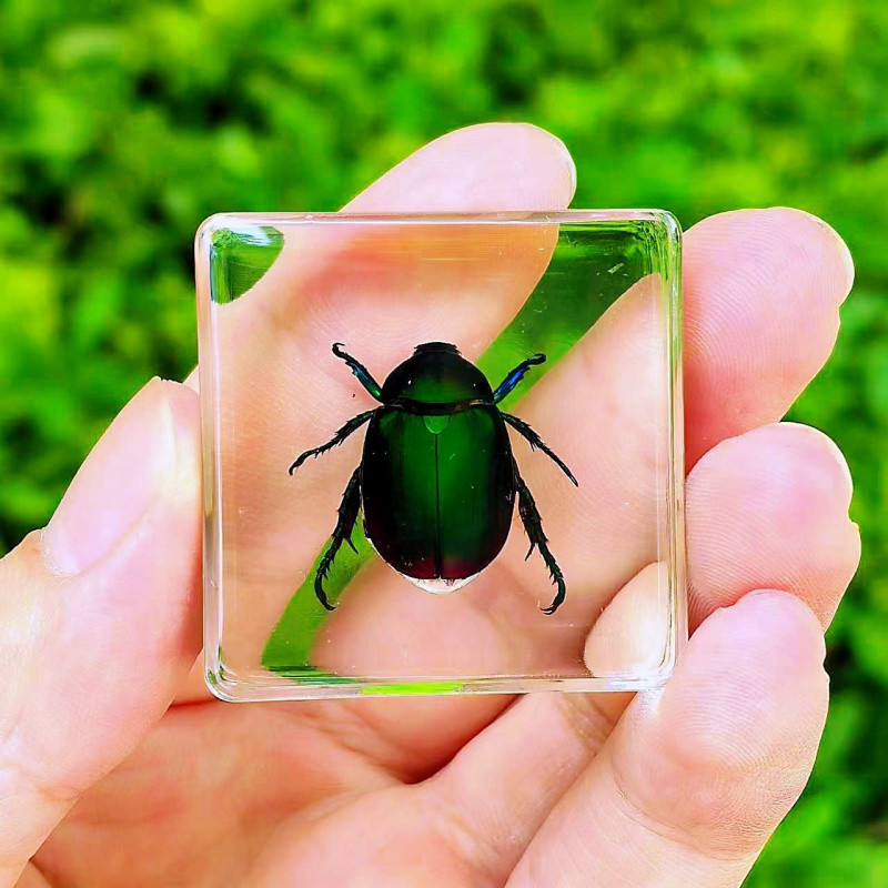 Real Insect Specimen Butterfly Resin Handcrafted Display for ...