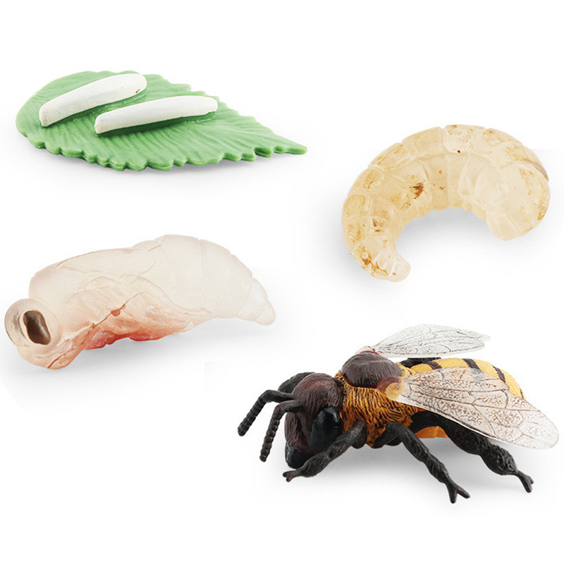 Cycle Life Educational Insect Set With Realistic Grasshopper Bee And ...