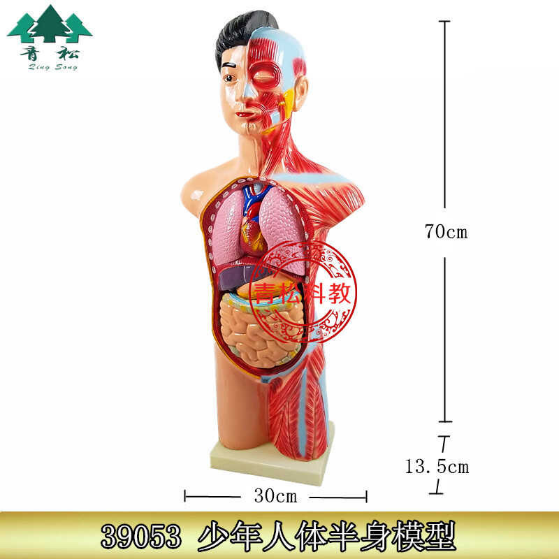 Human 39053 Youth Half-Body Model Human Model Biological Teaching Model ...