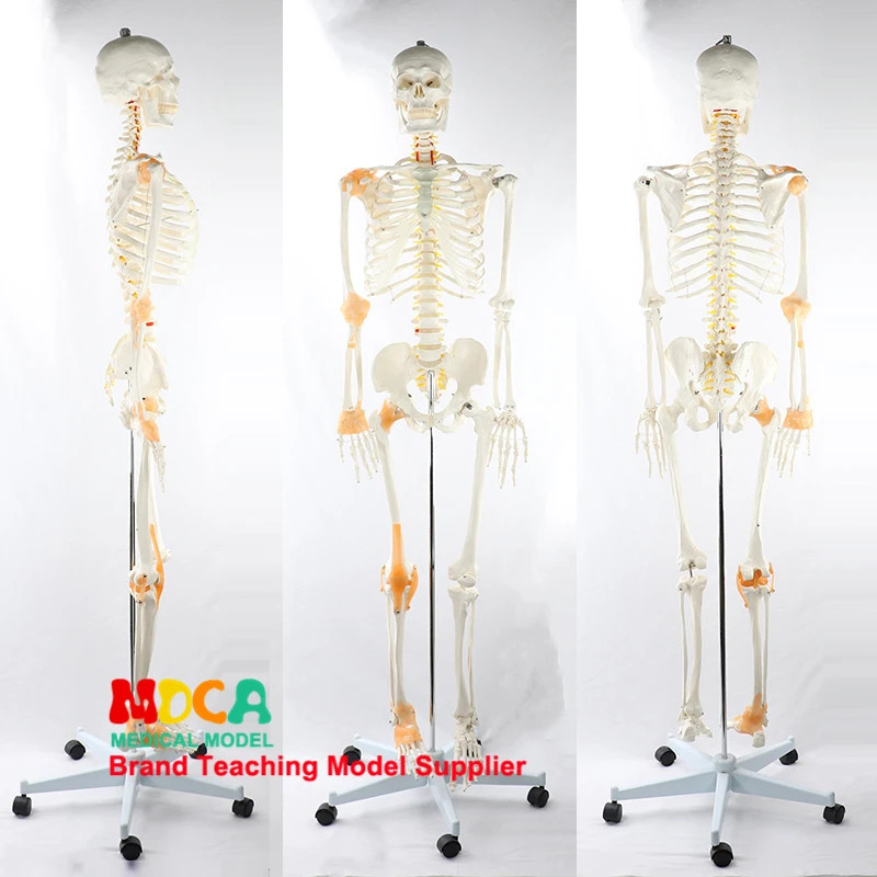 170CM Human Skeleton Model With Spinal Nerve Ligament Human Body Yoga ...