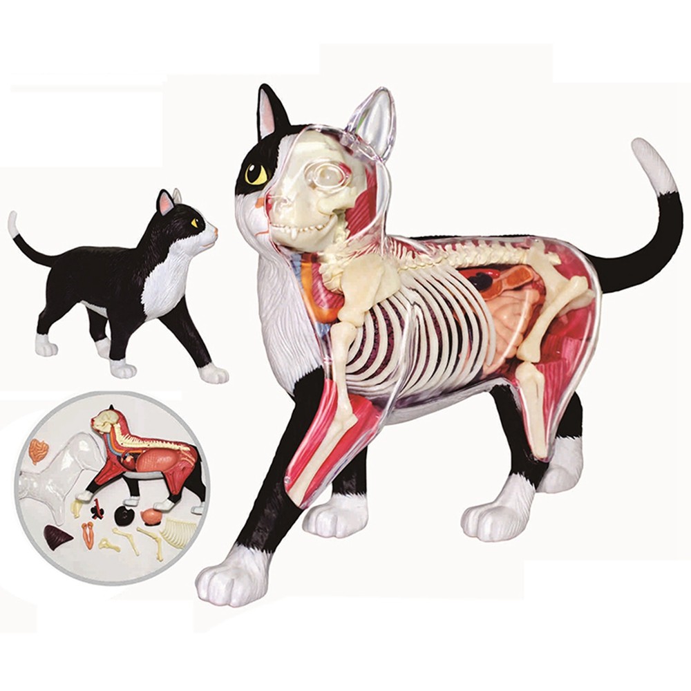 Animal Organ Anatomy Model 4D Cat Intelligence Assembling Toy Teaching