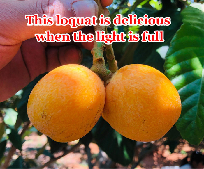 【BUY 1 FREE 1】100g/bag Bamboo bee salt loquat dried fruit Dried Loquat ...
