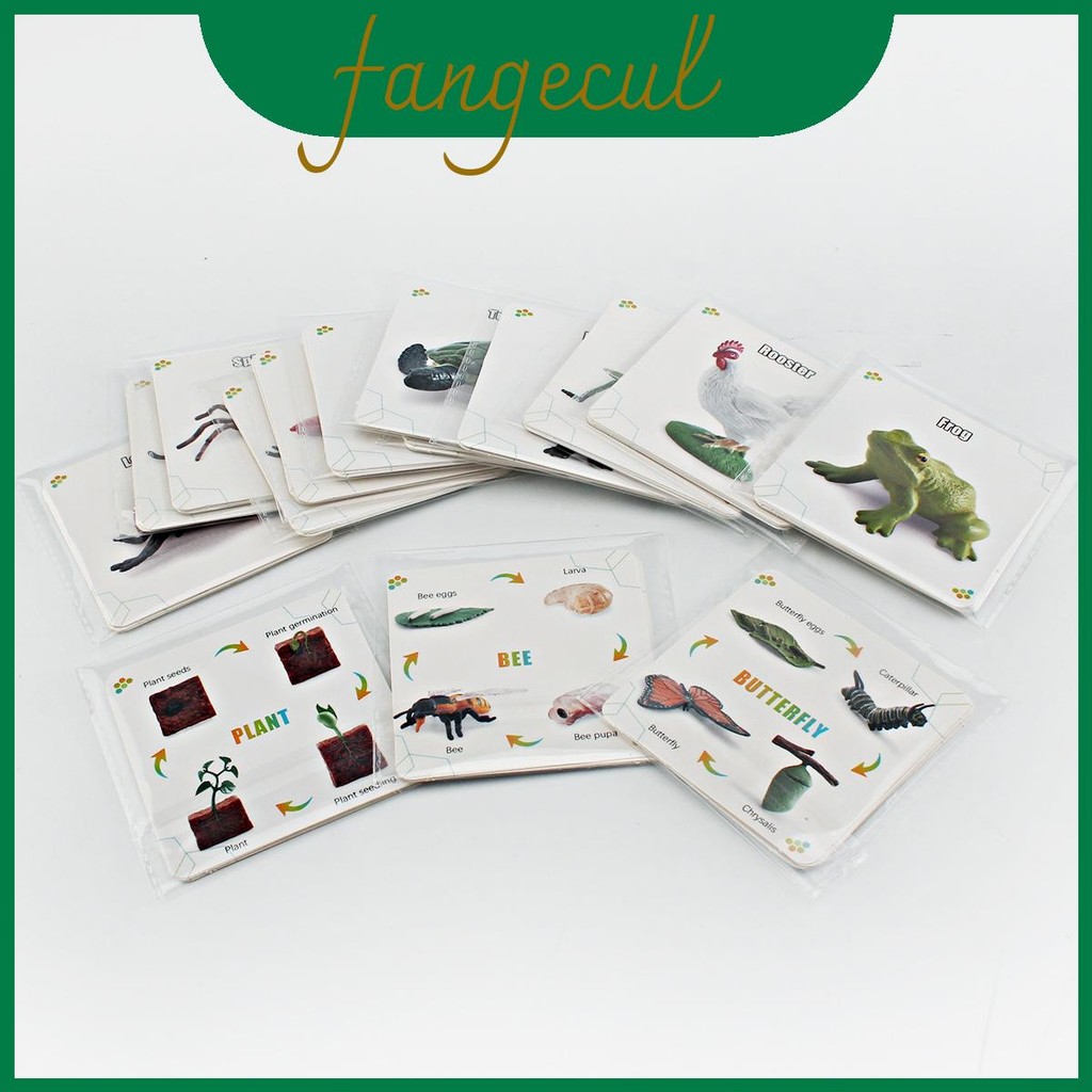 Animal Insect Preschool And Plant Cycle Flashcards With Pvc For ...