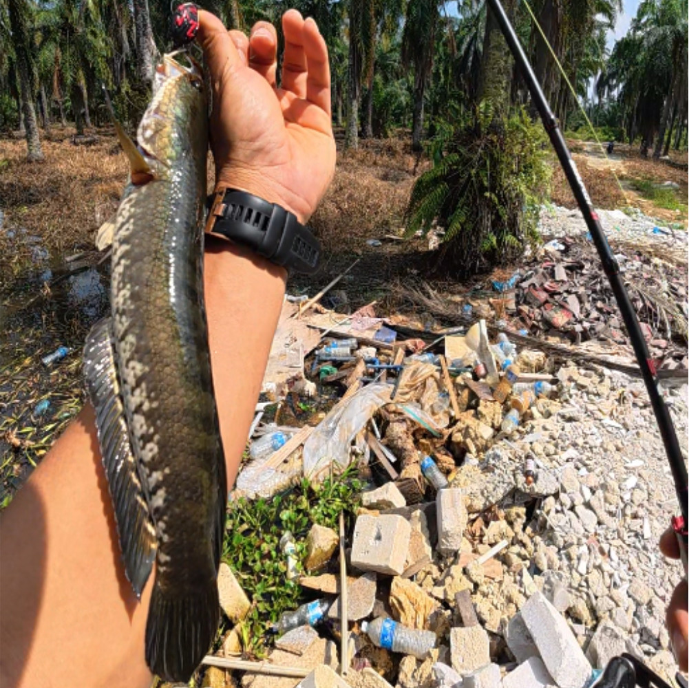 EXP RUGBY-Z Mini Soft Rubber Frog Expert For Snakehead Hunter Haruan ...