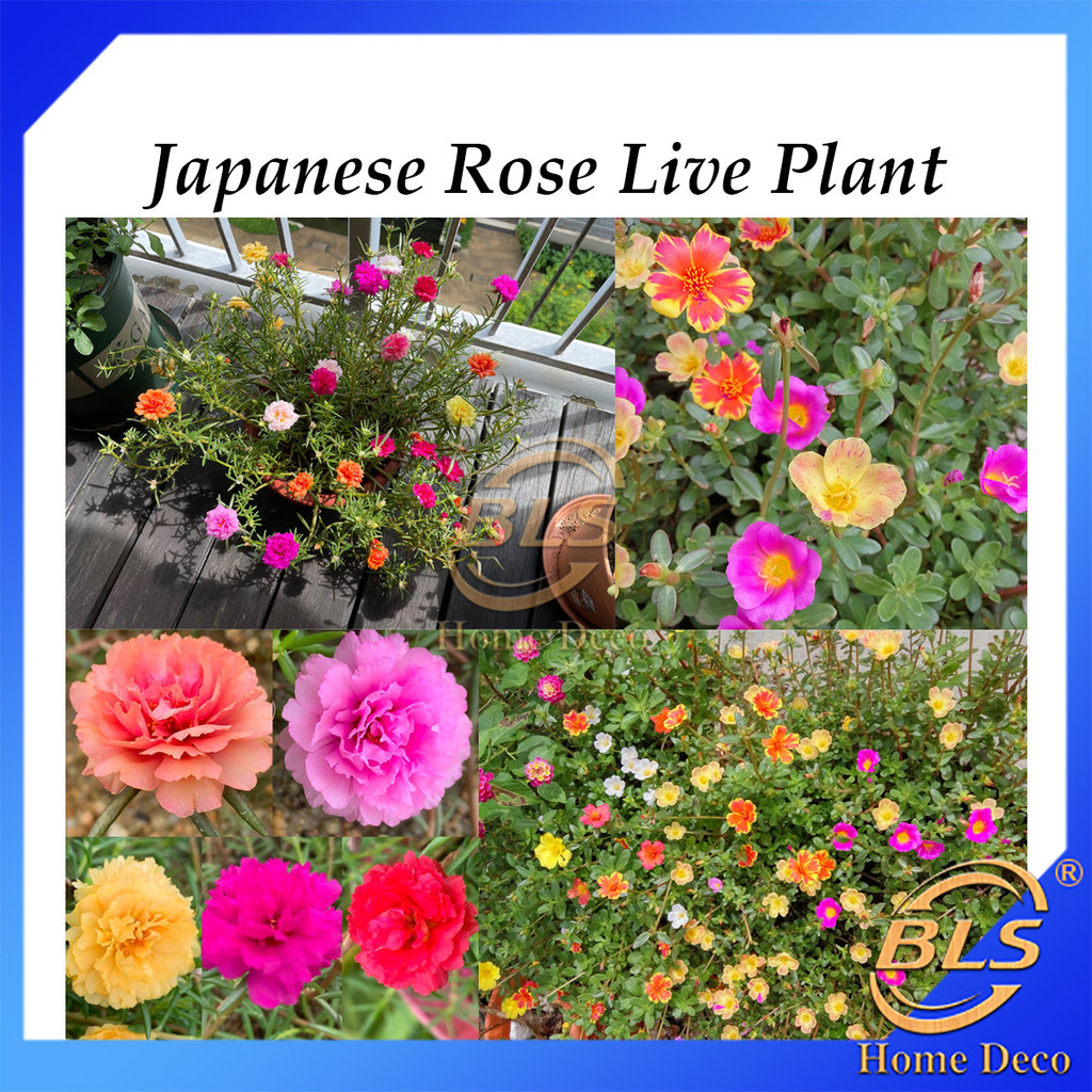 REAL LIVE PLANT PORTULACA JAPANESE ROSE ROSE JEPUN WITH POT 日本玫瑰 ...