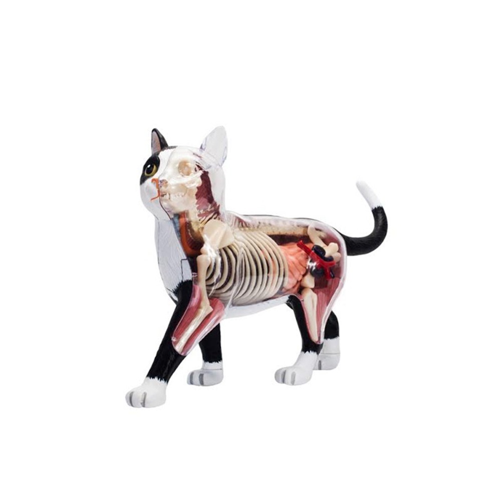 Animal Organ Anatomy Model 4D Cat Intelligence Assembling Toy Teaching
